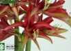hippeastrum Quito (2)